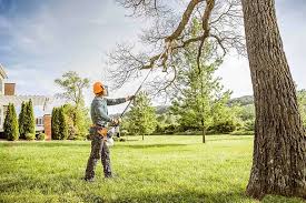 Best Fruit Tree Pruning  in Weedsport, NY